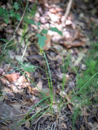 Carex divulsa