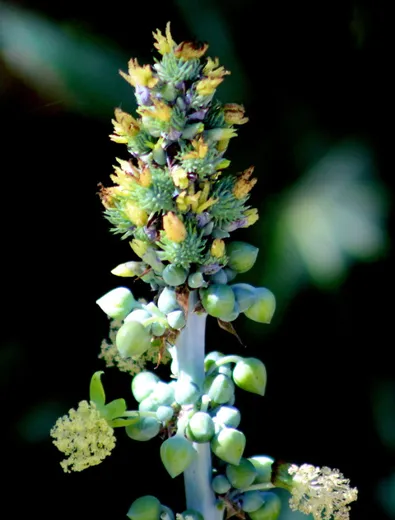 نسب المصنف - غير تجاري 4.0 دولي (CC BY-NC 4.0)- i naturalist.