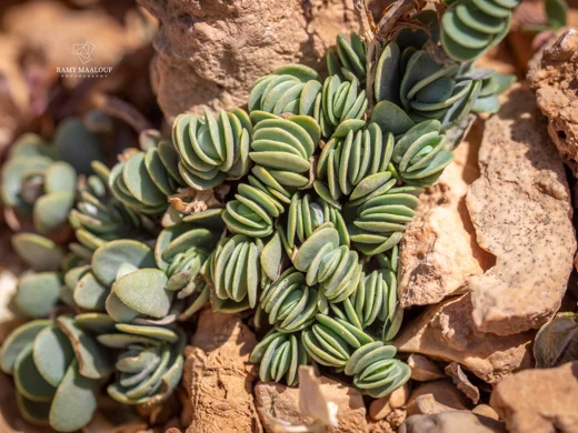 Noccaea oppositifolia