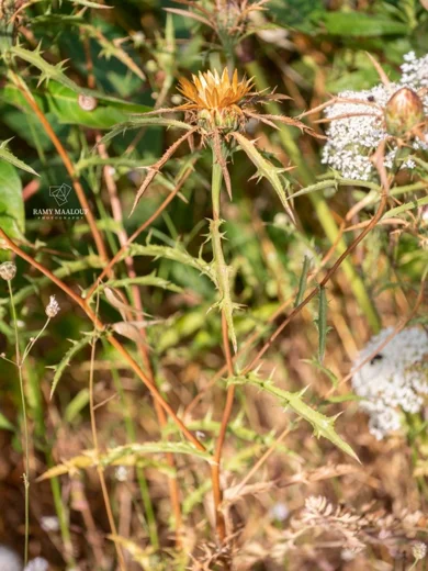 Carlina curetum subsp. orientalis