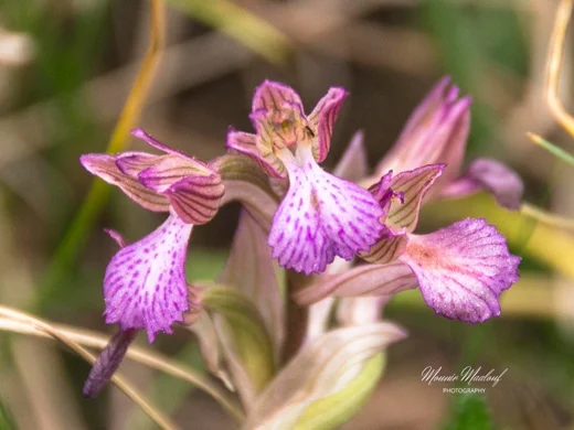 Anacamptis papilionacea subsp. palaestina