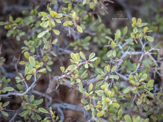 Rhamnus kurdica