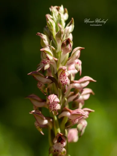 Anacamptis coriophora subsp. fragrans