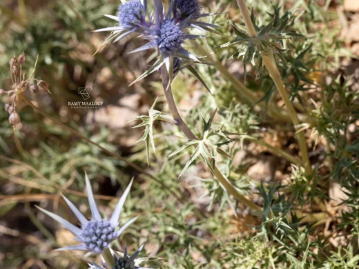 Eryngium heldreichii