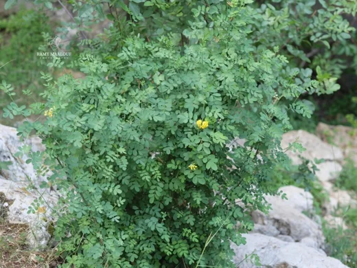 Hippocrepis emerus subsp. emeroides