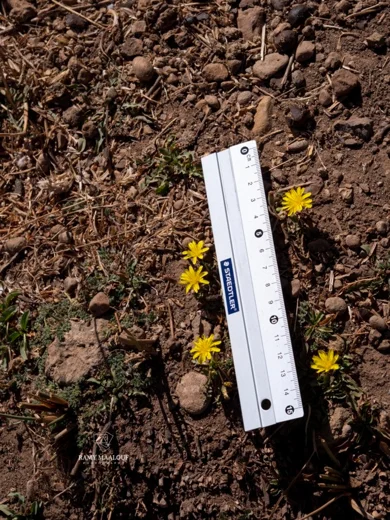 Taraxacum cf. bithynicum