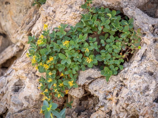 عرن دقيق
