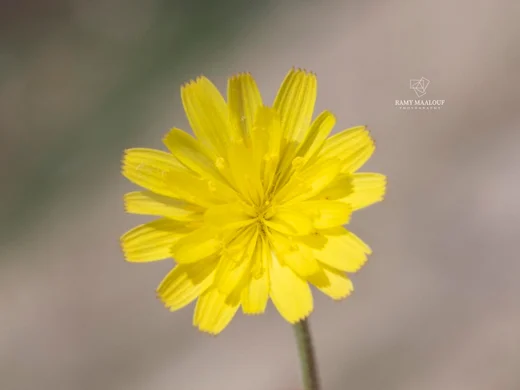 Leontodon libanoticus
