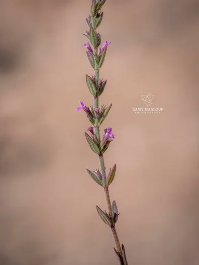 Micromeria cremnophila subsp. amana