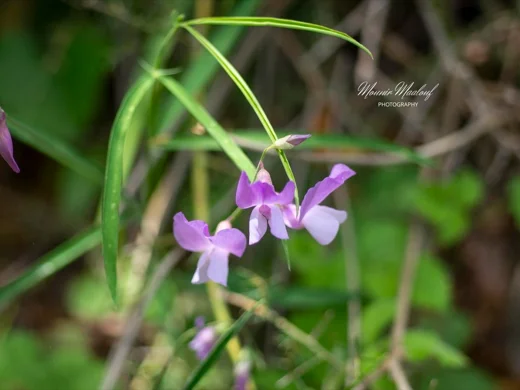 Lathyrus spathulatus