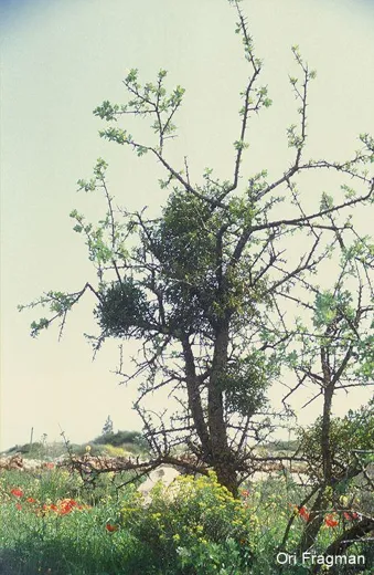 عناب