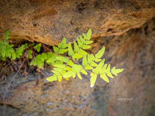 Osmunda regalis