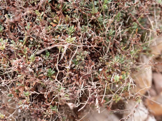 Limonium mouterdei