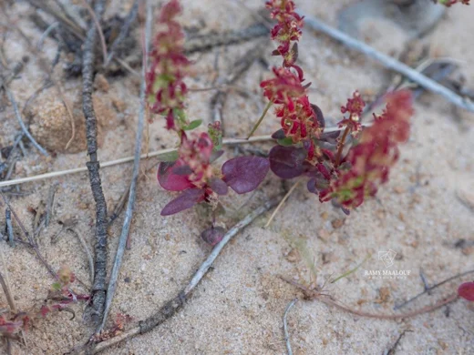 Rumex bucephalophorus