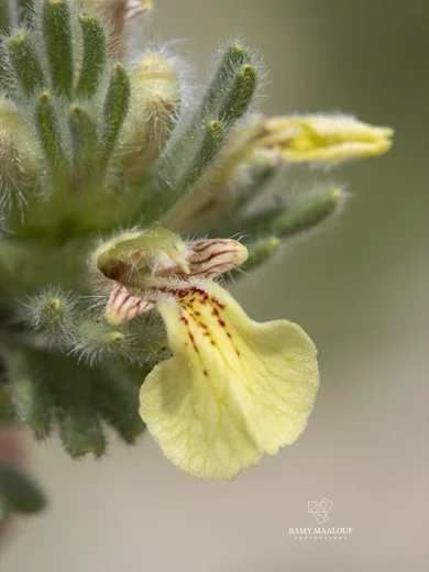 Ajuga chamaepitys subsp. tridactylites