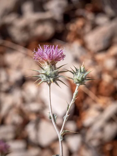 Cousinia libanotica