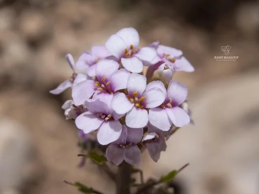 مشعلية قلبية