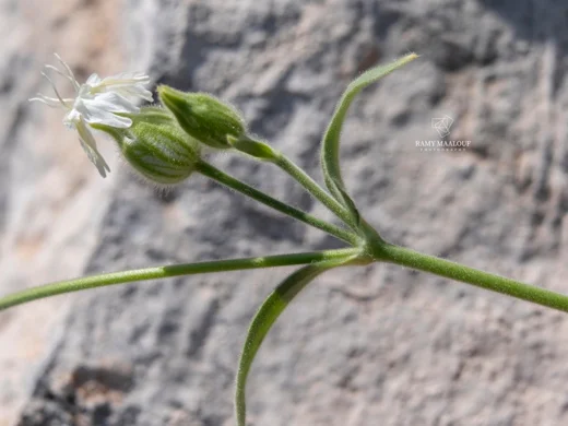 Silene latifolia subsp. alba