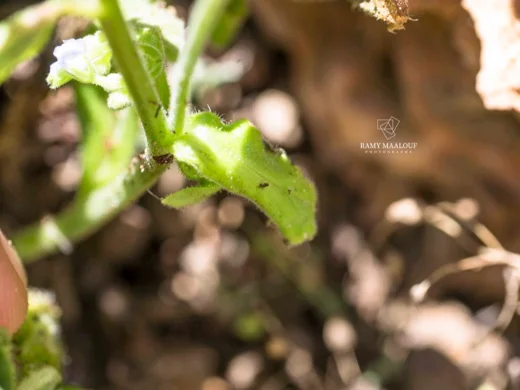 Brunnera orientalis