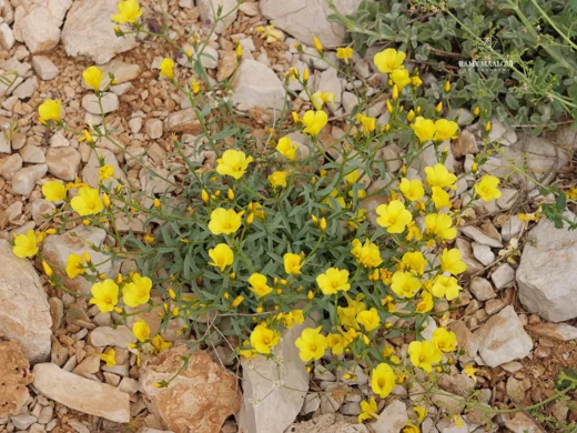 Linum mucronatum subsp. orientale