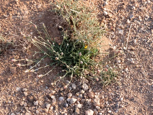 سراغة نتنة