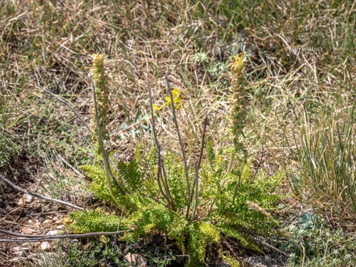 Pedicularis comosa