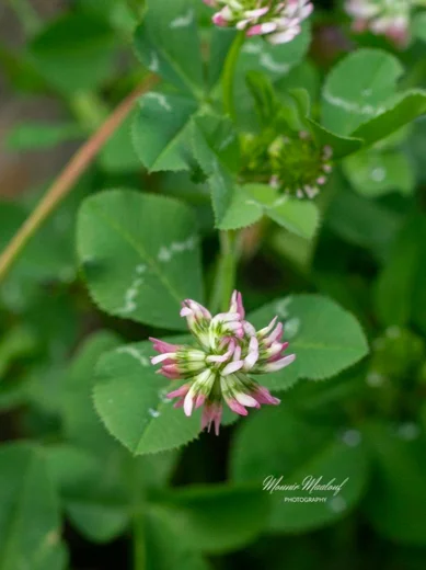 Trifolium nigrescens subsp. petrisavii