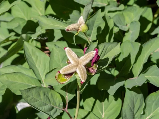 Paeonia mascula