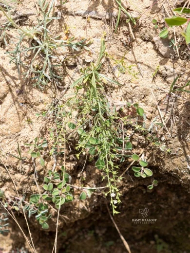Thesium ramosum