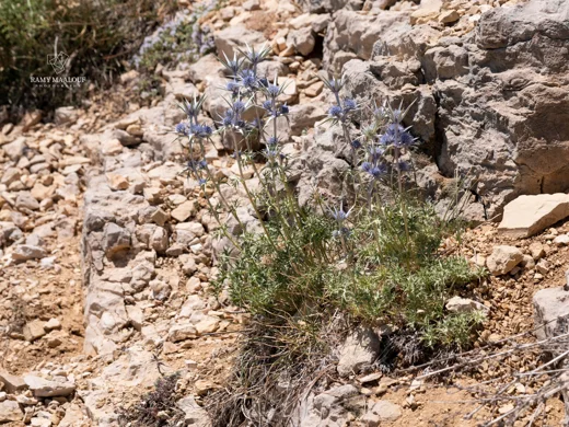 Eryngium heldreichii