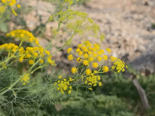 يانسون بري