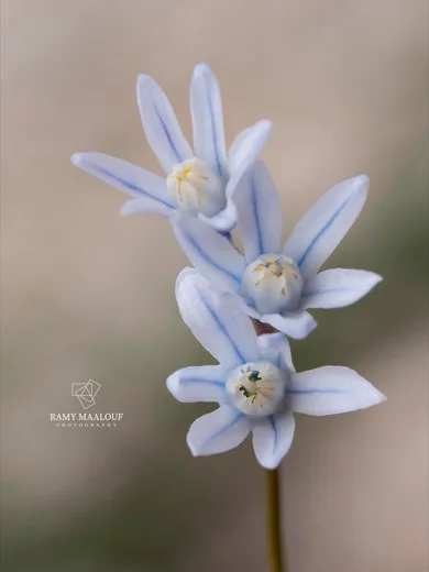 Puschkinia scilloides