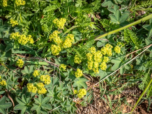 Alchemilla diademata