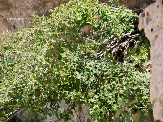 Amelanchier parviflora