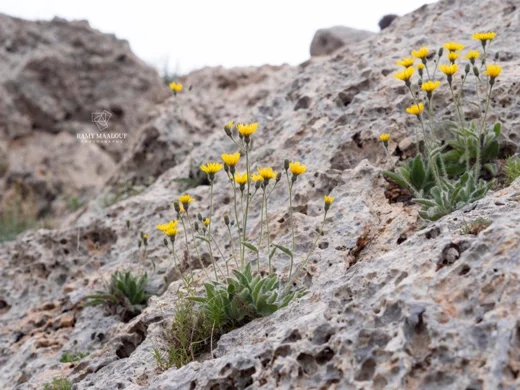 Hieracium schmidtii subsp. libanoticum