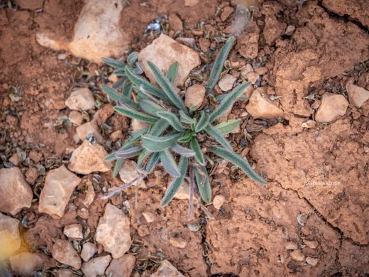 Mattiastrum lithospermifolium