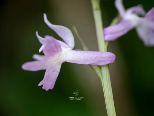 Dactylorhiza phoenissa