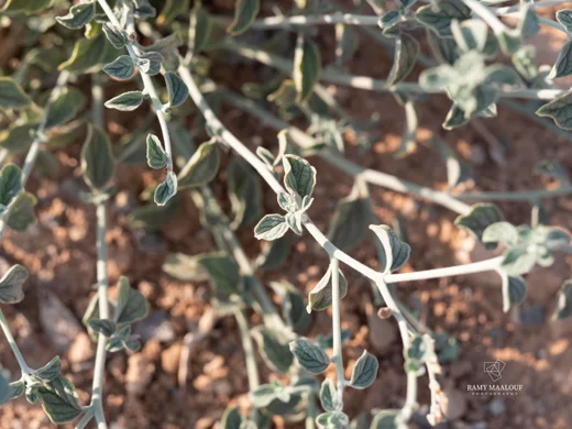 Heliotropium bovei