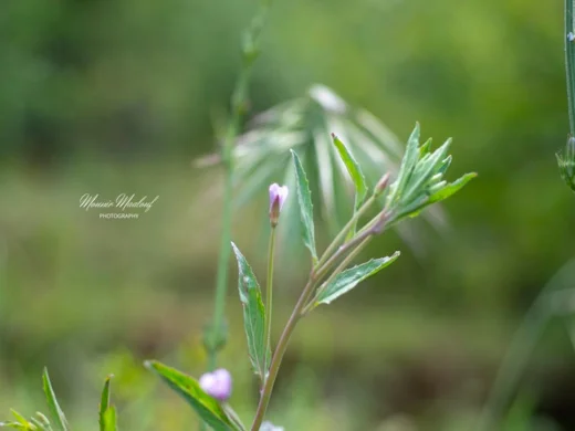 Epilobium tetragonum