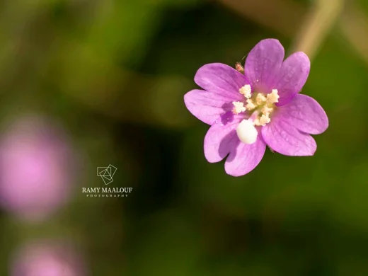 Epilobium tetragonum