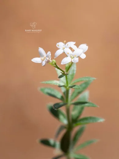 Galium pestalozzae