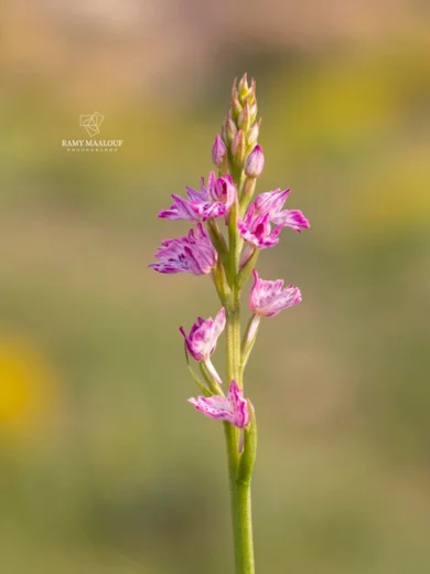 Dactylorhiza iberica
