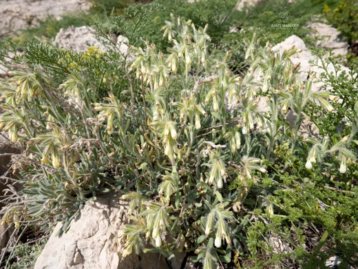 Onosma aucheriana