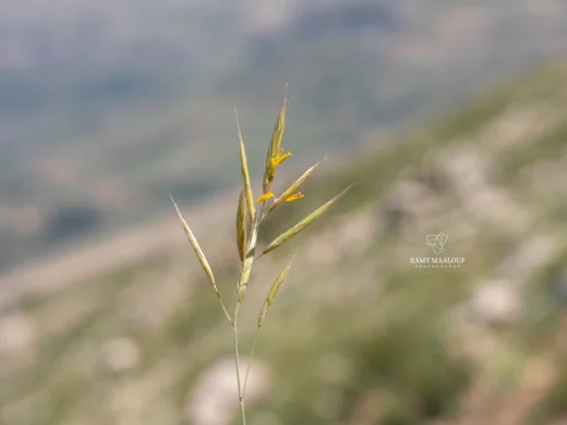 Bromus tomentellus
