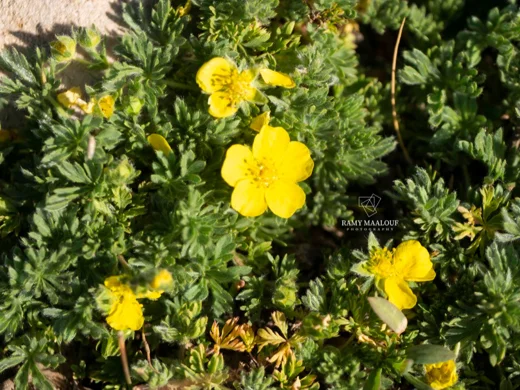 Potentilla geranioides subsp. syriaca