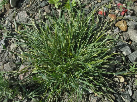 نسب المصنف - غير تجاري 4.0 دولي (CC BY-NC 4.0)- i naturalist.