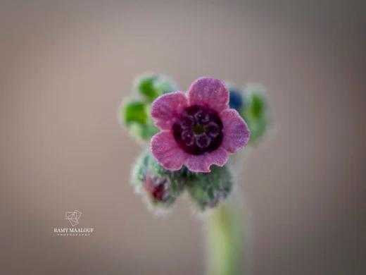 Mattiastrum lithospermifolium
