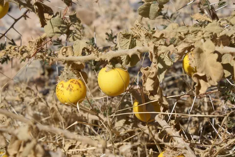 ويكيداتا. مرخص بموجب رخصة المشاع الإبداعي نسبة المصنف إِلى مؤلفه - المشاركة بالمثل 3.0 العامة.