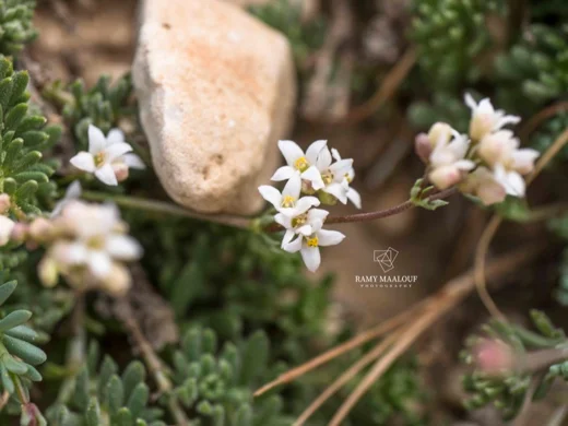 Galium incanum