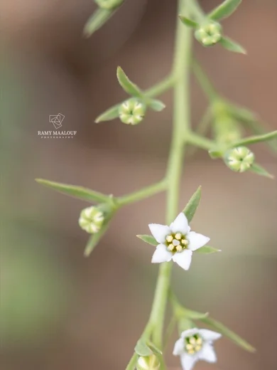 Thesium ramosum